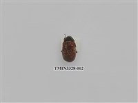 藏品(台灣巨黑金龜)的圖片